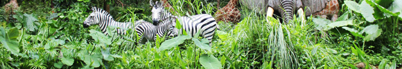 Intro with Zebra Intro with Zebra